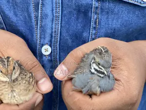 King Quail Bird