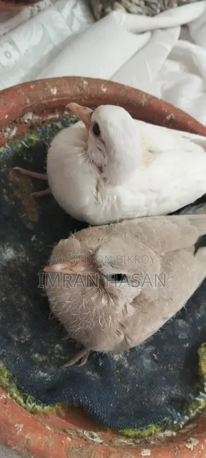 Australian Dove chicks for sale..