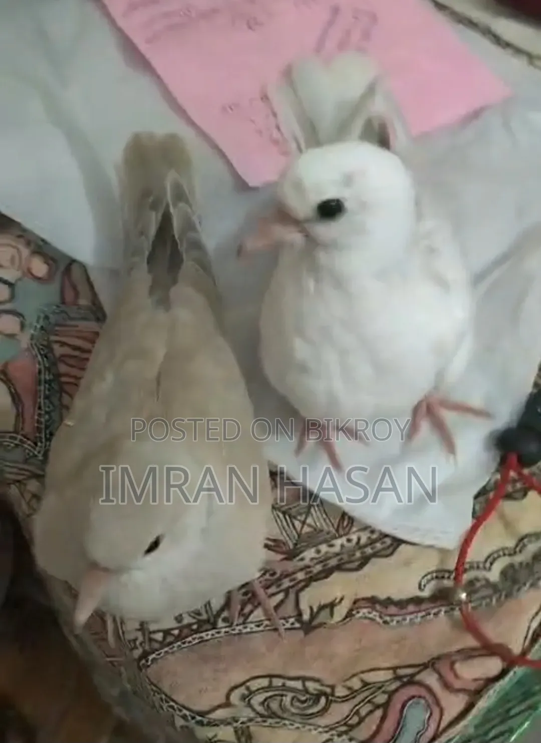Australian Dove Chicks for Sale