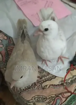 Australian Dove Chicks for Sale