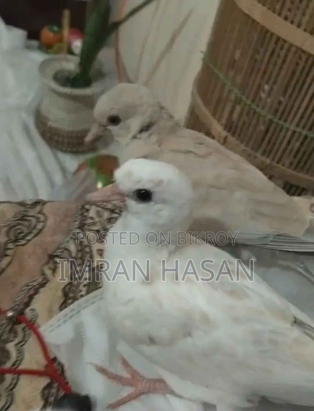 Australian Dove Chicks for Sale