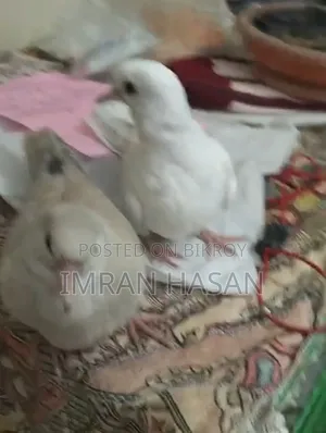 Australian Dove Chicks for Sale