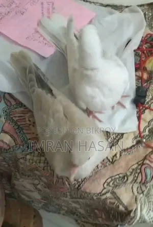 Australian Dove Chicks for Sale