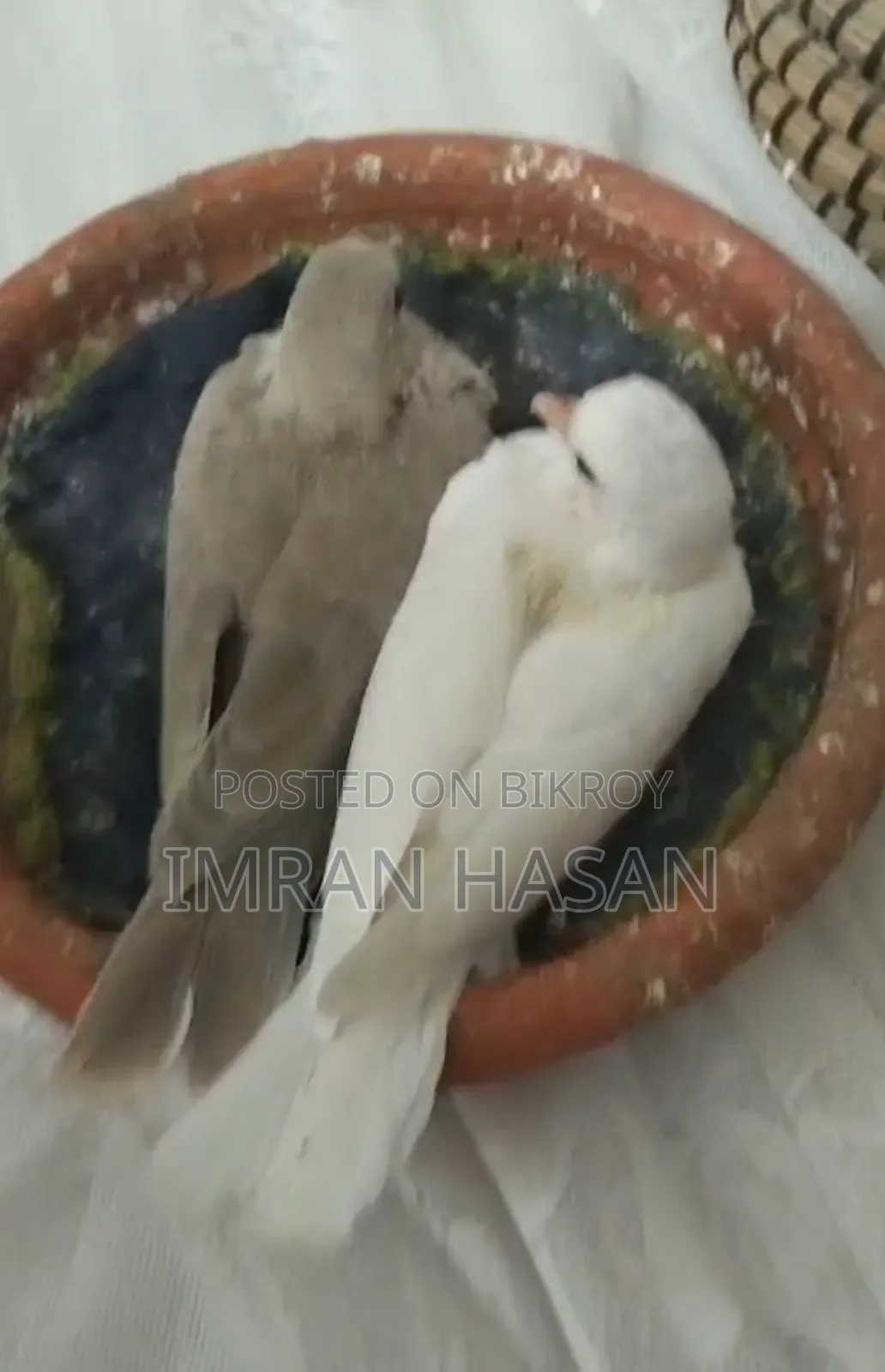 Australian Dove Chicks for Sale