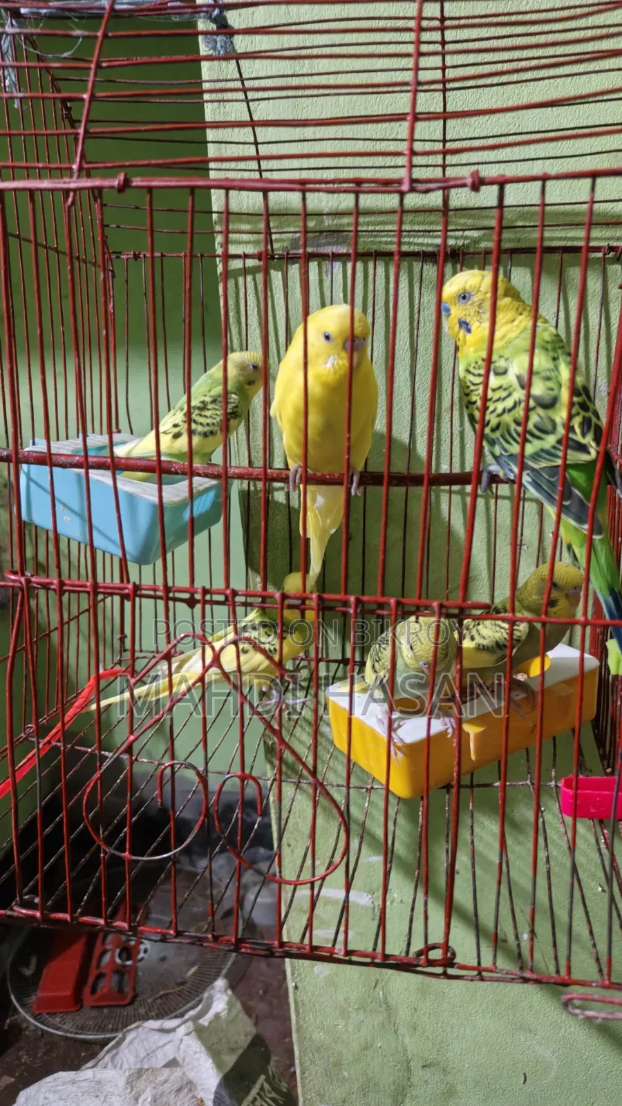 2 Lutino and 5 Classic birds
