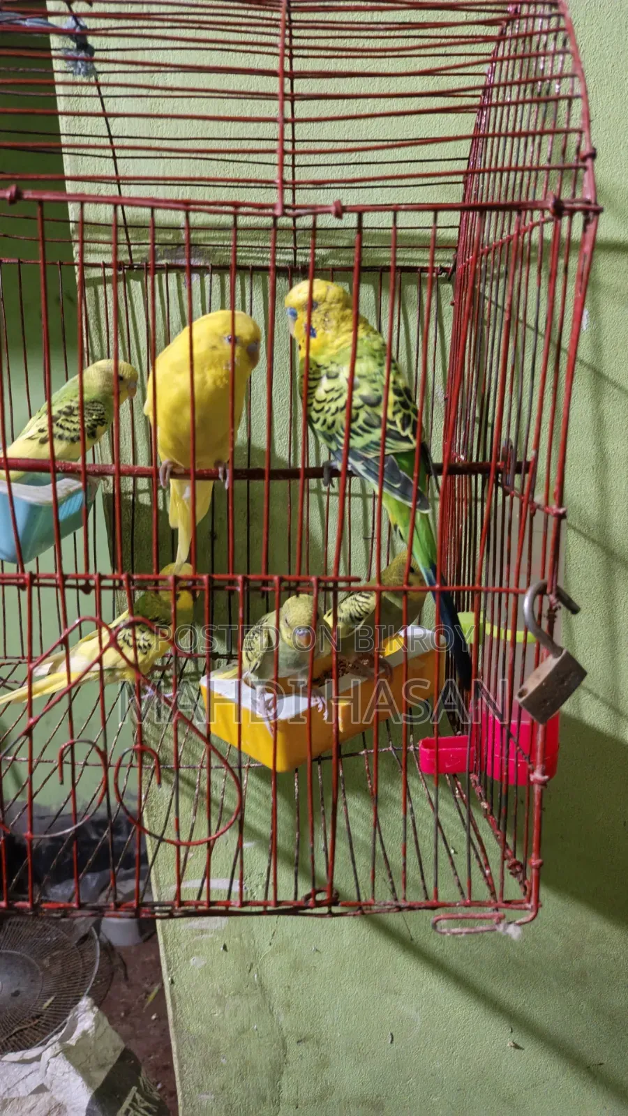 2 Lutino and 5 Classic birds