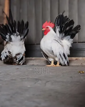 Serama Rooster