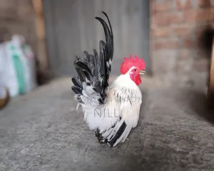 Serama Rooster