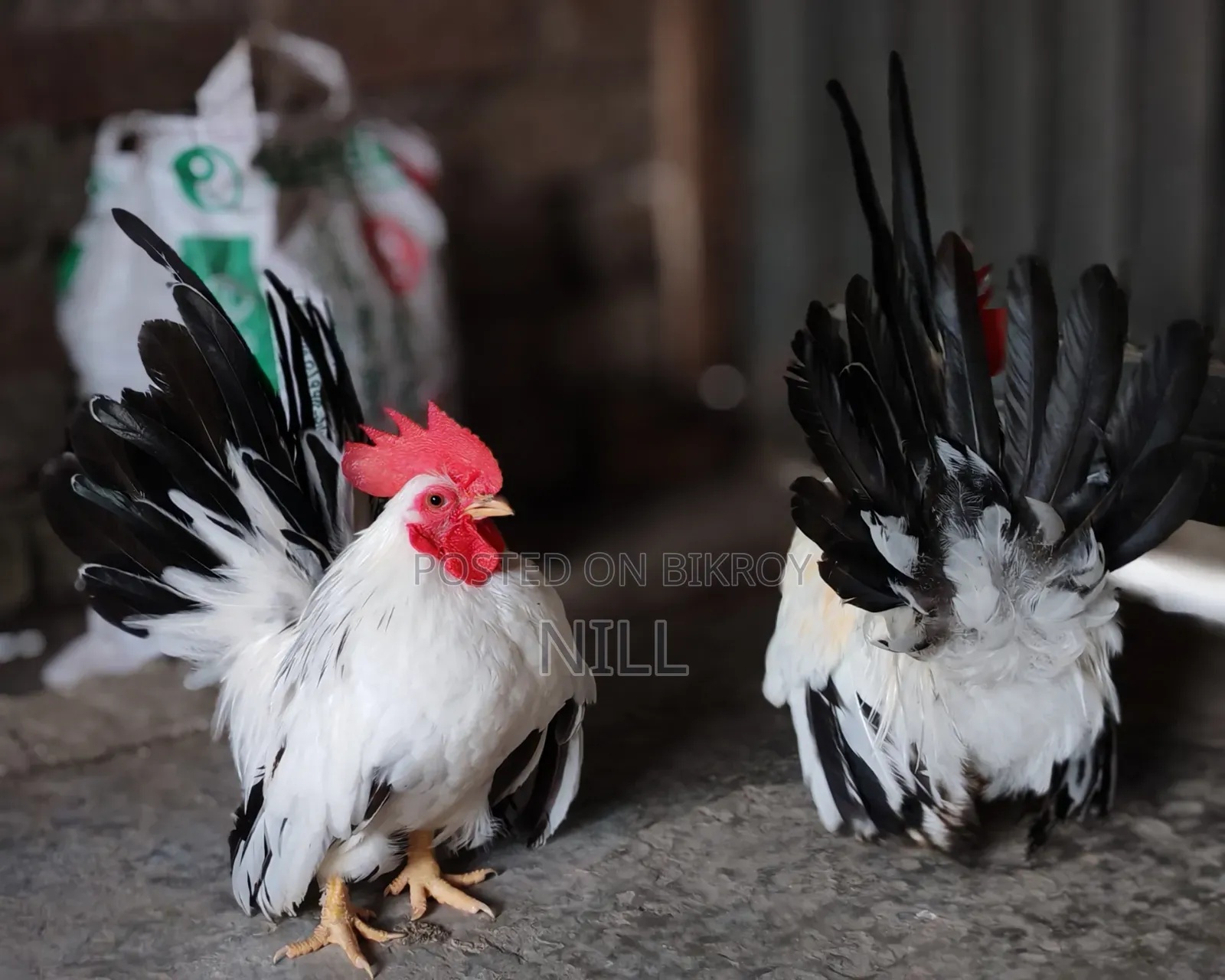 Serama Rooster