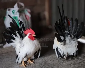 Serama Rooster