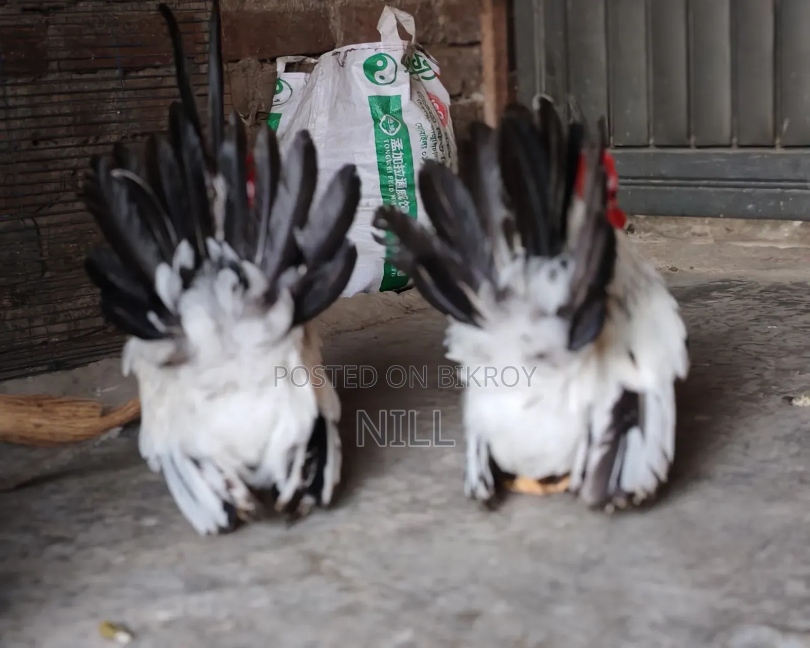 Serama Rooster