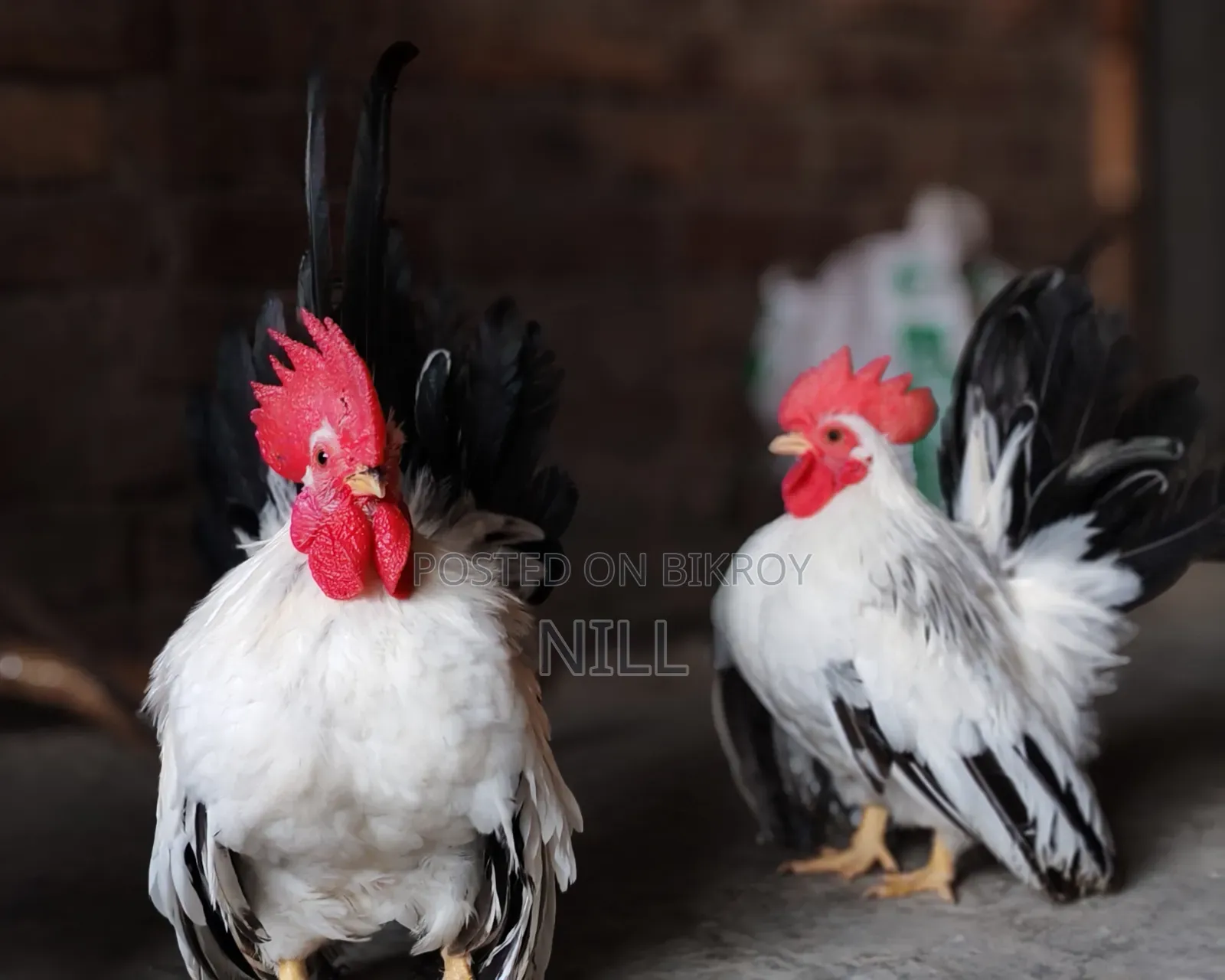 Serama Rooster