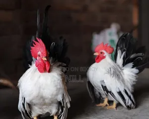 Serama Rooster