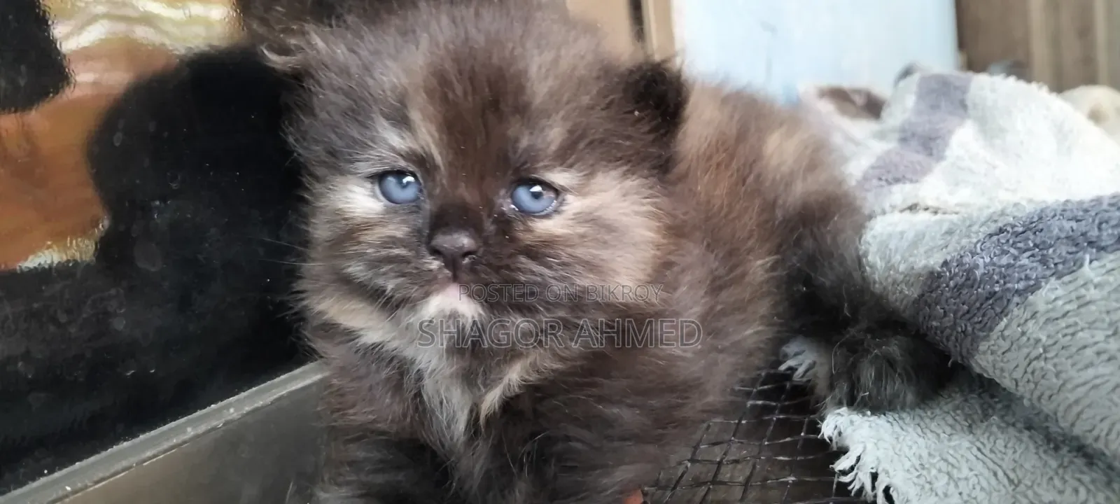 1-3 Months Male Mixed Breed Persian