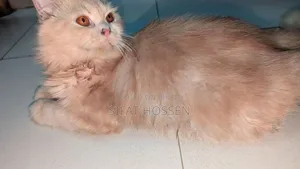 3-6 months Female Purebred Persian