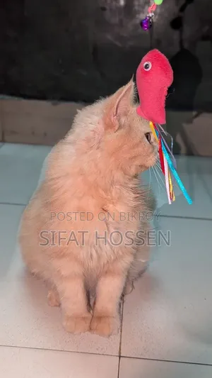 3-6 Months Female Purebred Persian