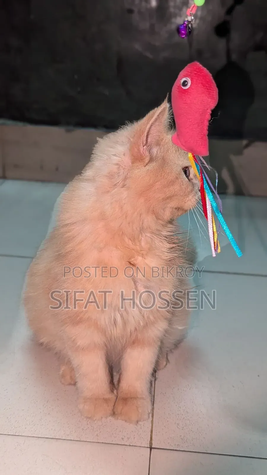 3-6 Months Female Purebred Persian
