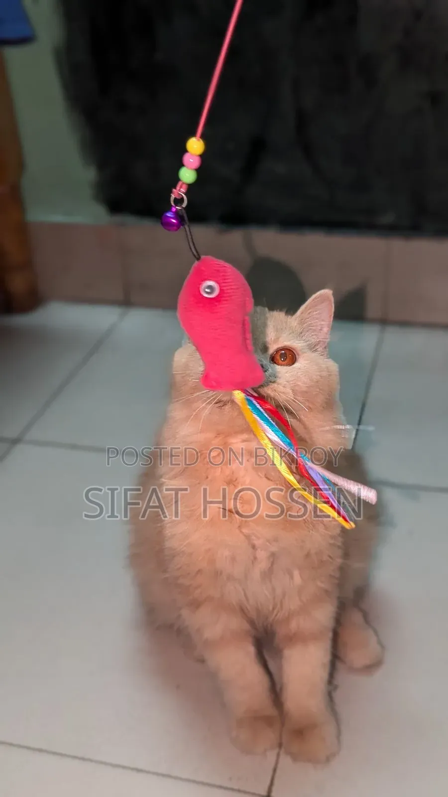 3-6 Months Female Purebred Persian