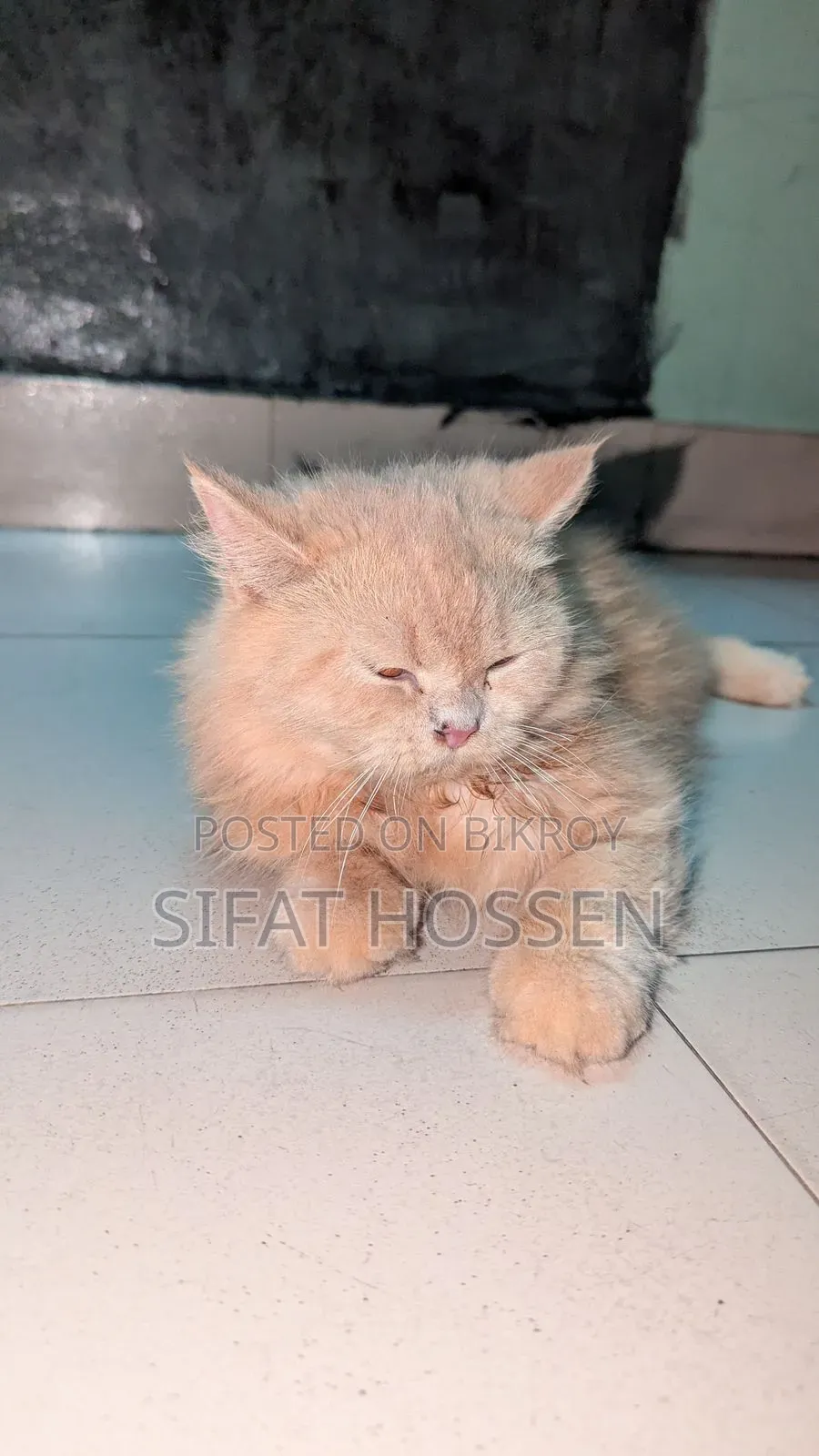3-6 Months Female Purebred Persian