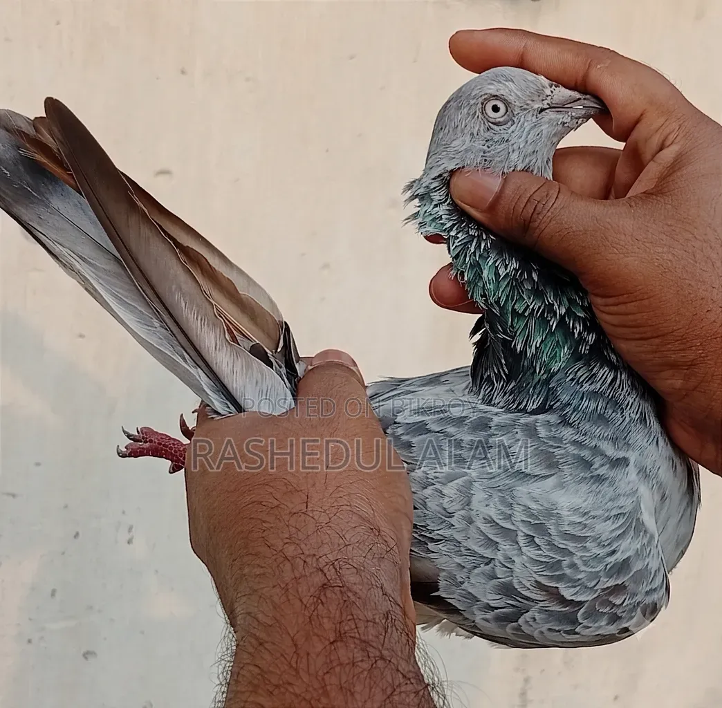 সিলভার বেজি মাদি
