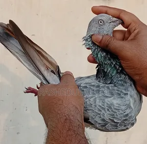 সিলভার বেজি মাদি