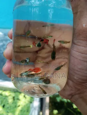 High Quality Mix Guppy