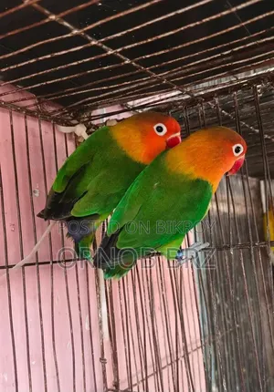 Green Opaline Fischer