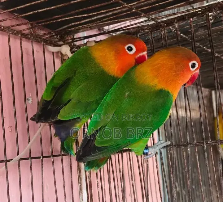 Green Opaline Fischer