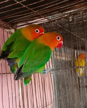 Green Opaline Fischer