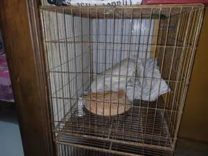 I have sold the pigeons. I am selling it because I do not need it anymore.