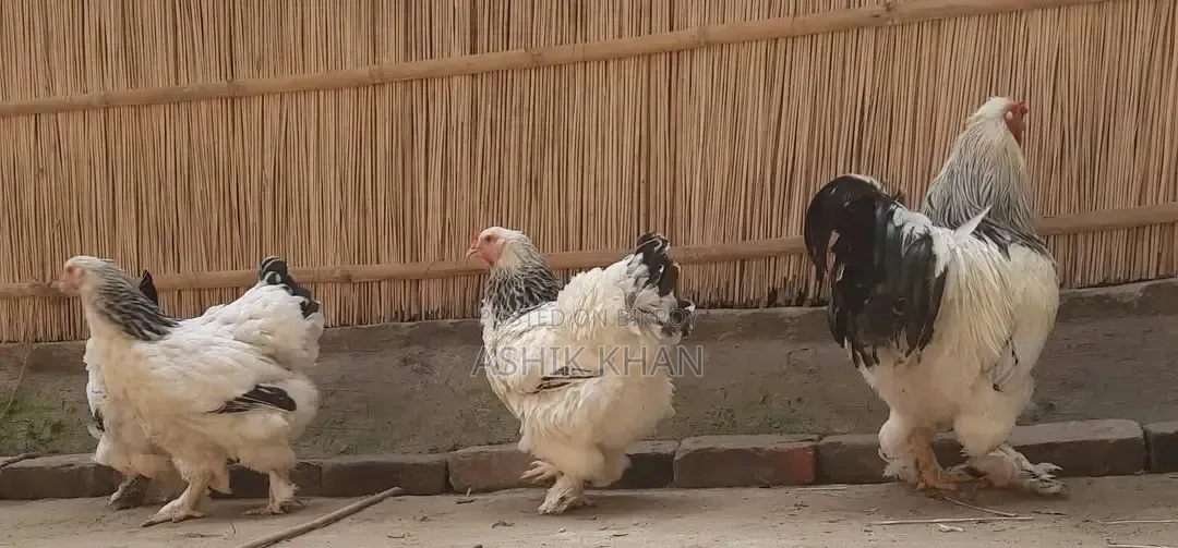 Brahma chicken for sale, age 3 months+