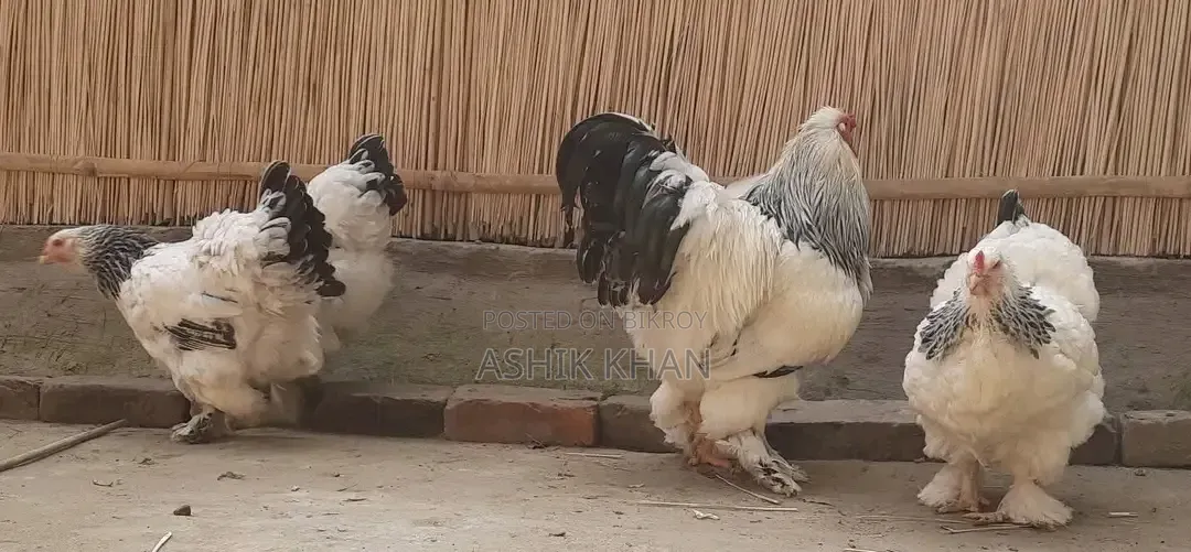 Brahma chicken for sale, age 3 months+