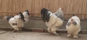 Brahma chicken for sale, age 3 months+