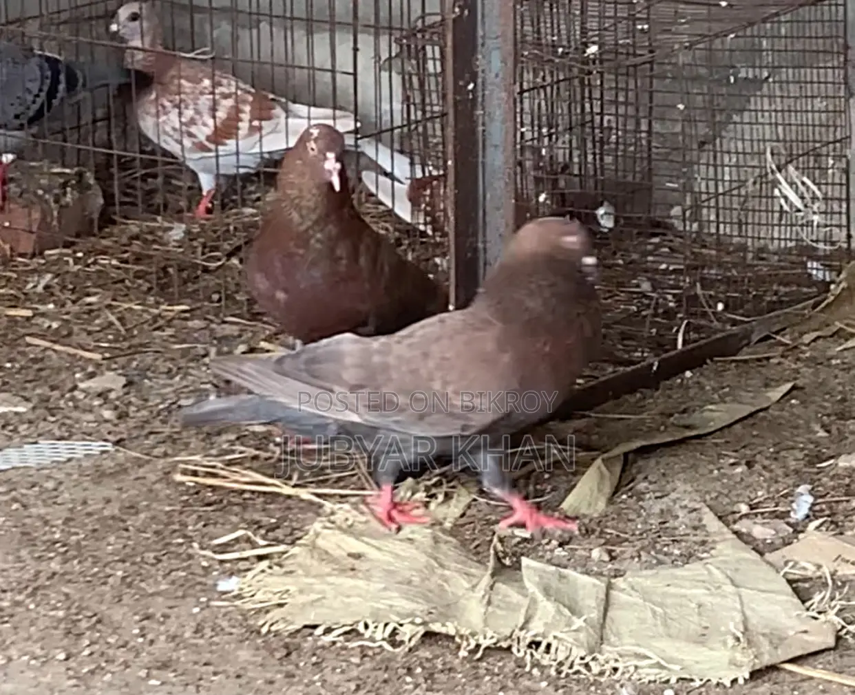 Choco Giribaj Pair