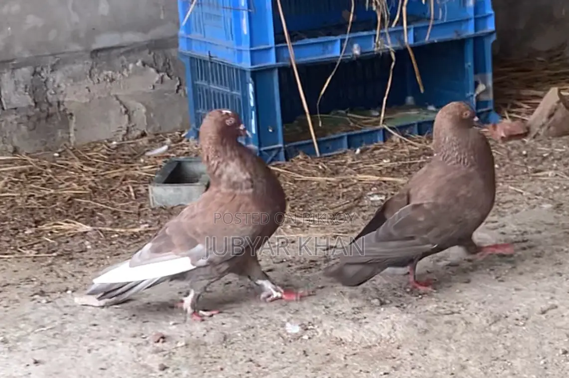 Choco Giribaj Pair