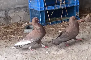 Choco Giribaj Pair