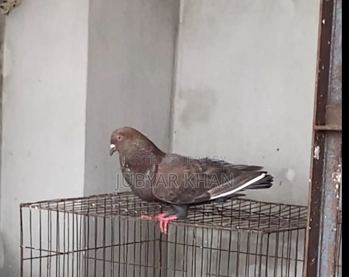 লাল গিরিবাজ ডোরা
