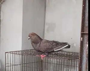 লাল গিরিবাজ ডোরা