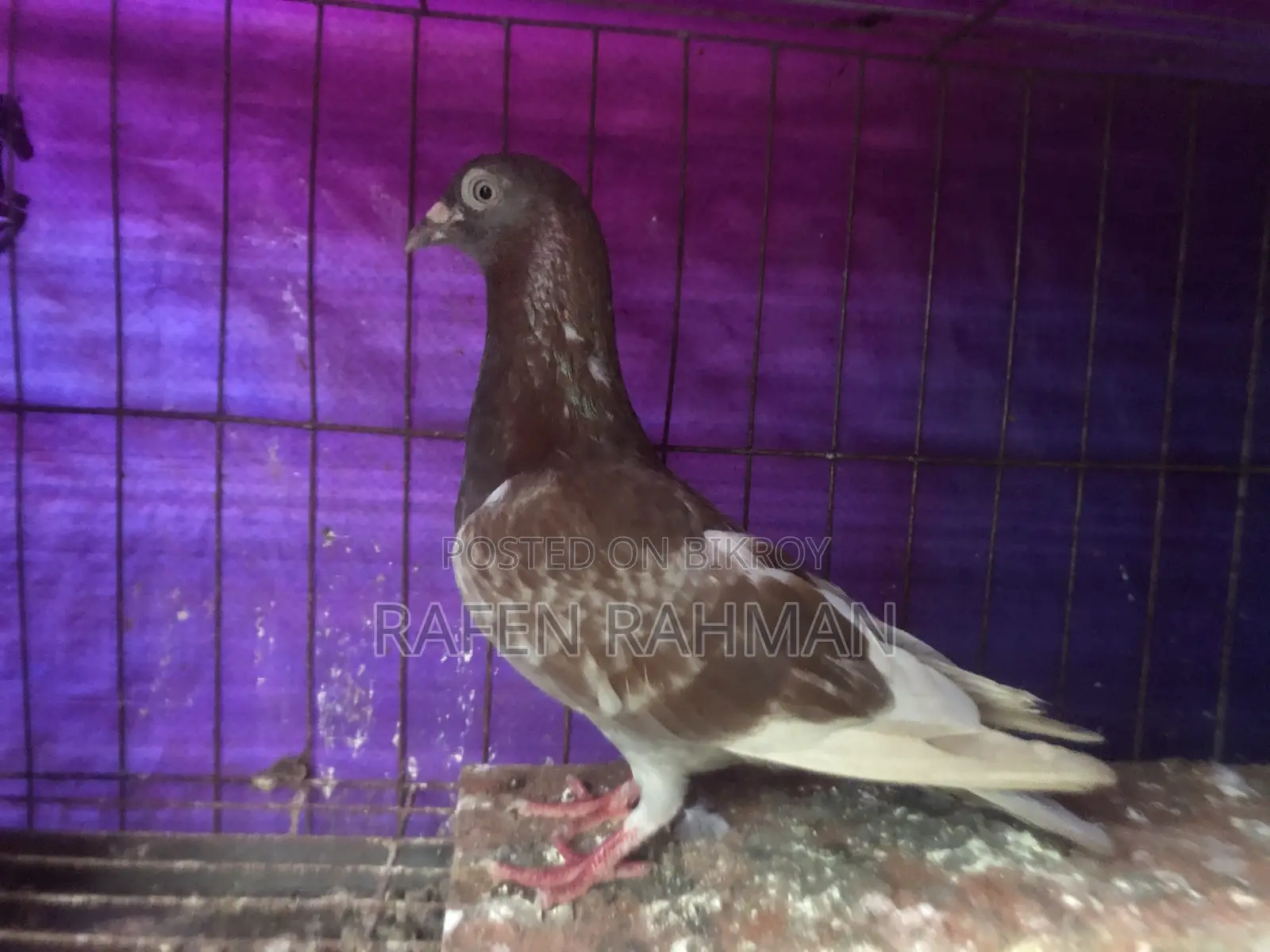 Red Checker Female