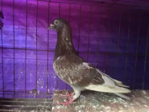 Red Checker Female
