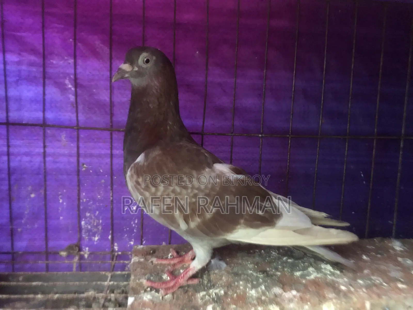 Red Checker Female