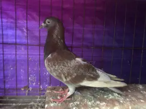 Red Checker Female