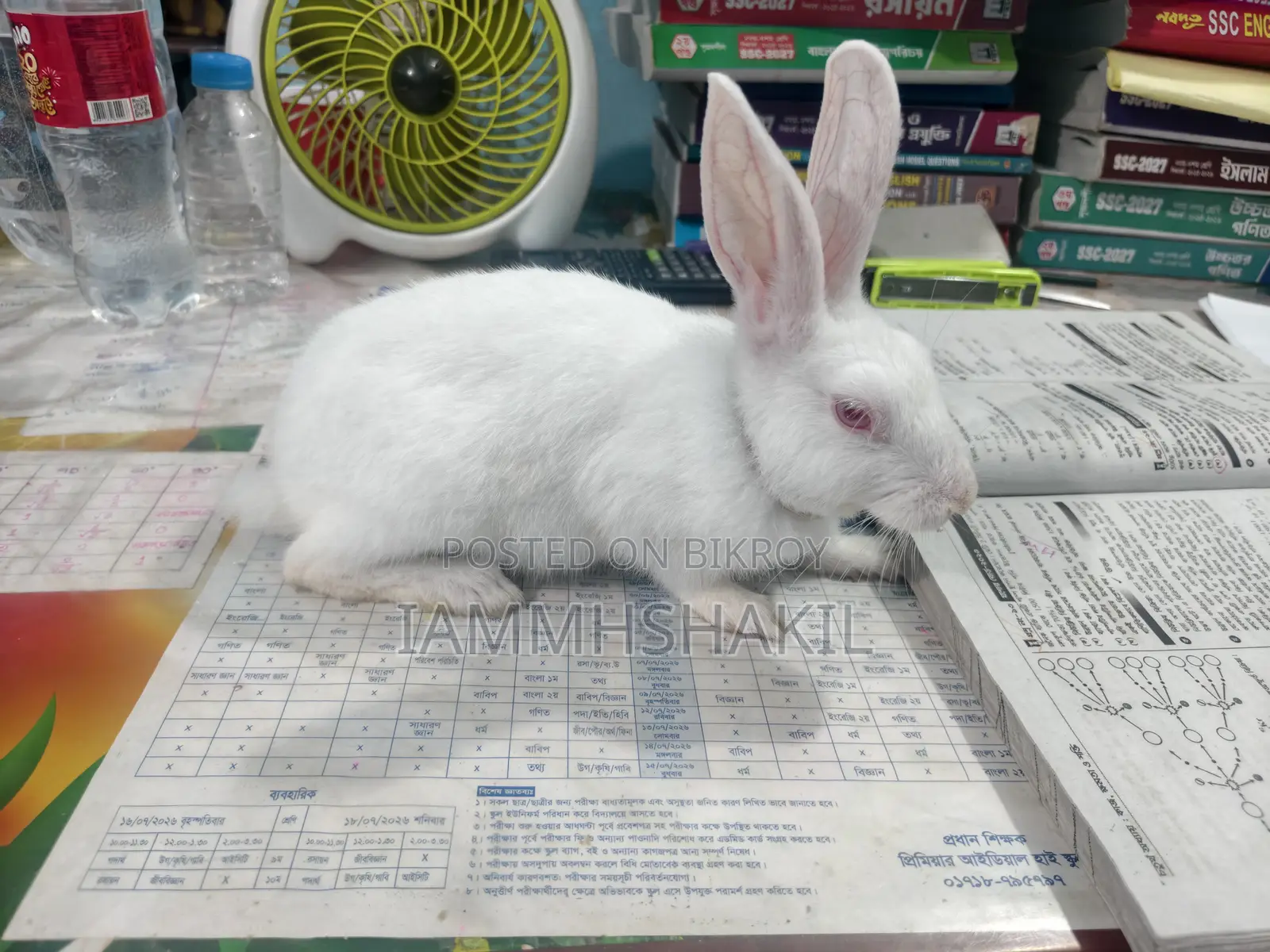 White Rabbit