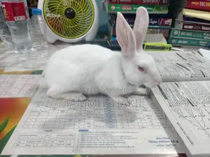 White Rabbit