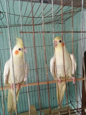 Cockatiel Bird