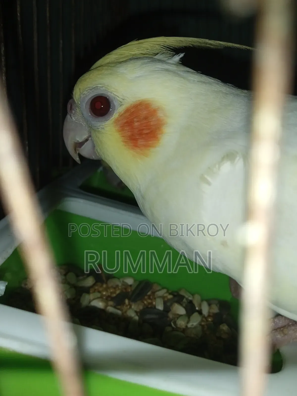Cockatiel Bird
