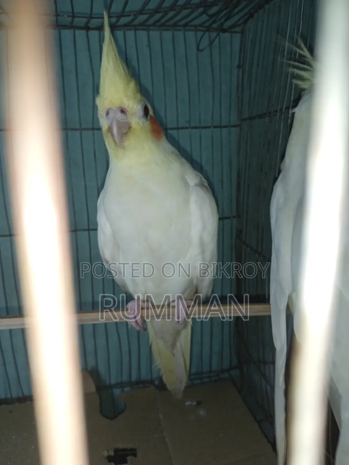 Cockatiel Bird