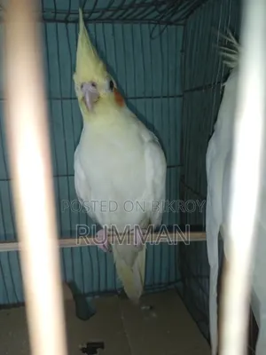 Cockatiel Bird