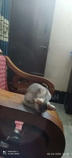 0-1 month Female Mixed Breed Persian