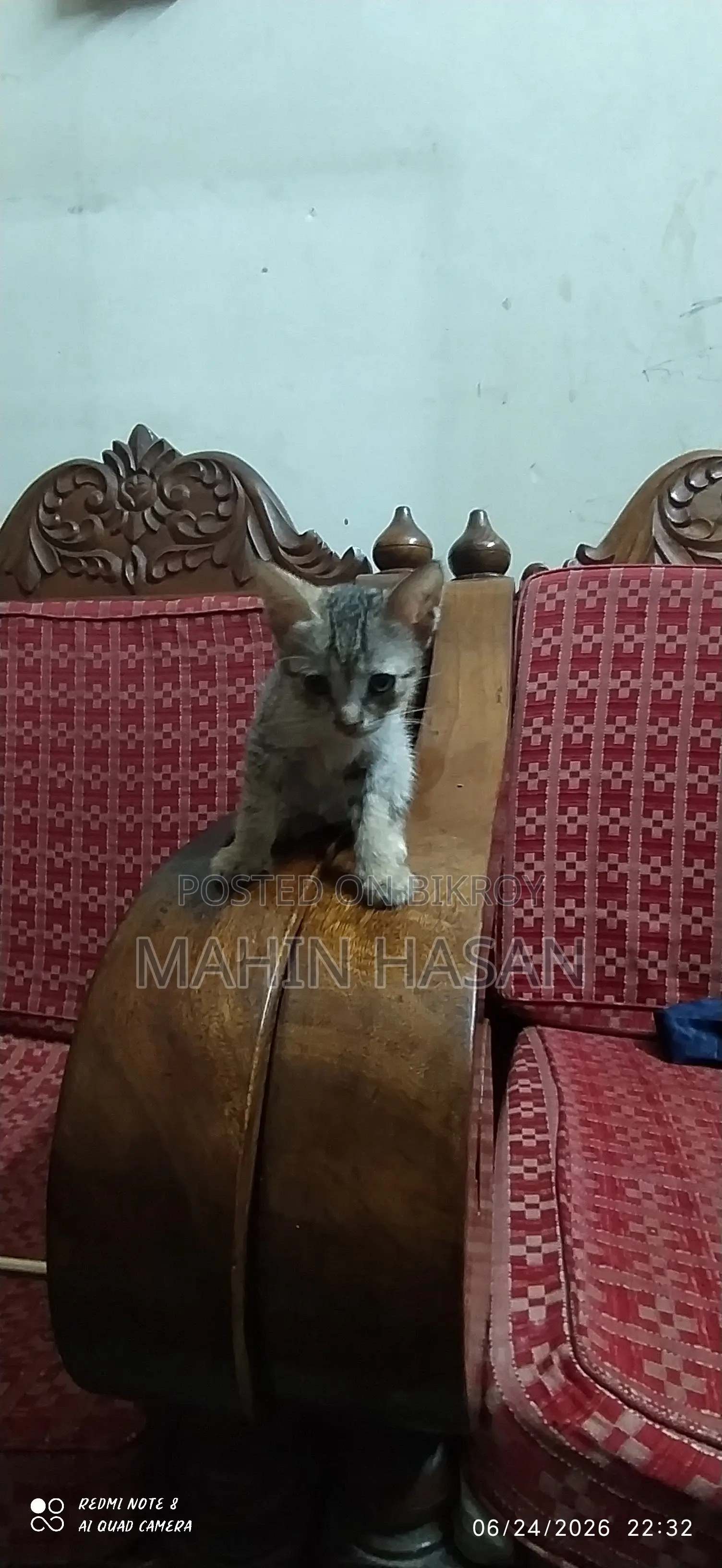 0-1 Month Female Mixed Breed Persian